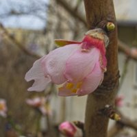 Миндаль :: Giant Tao /