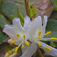 Цветок жимолости :: Giant Tao /