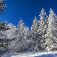 Деревья в белых шубках :: Наталья Димова
