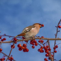 Ухтинский свиристель поедает наши северные мелкоплодные яблочки, да и те не влезают) :: Николай Зиновьев