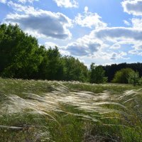 Ковыль. :: Виктор