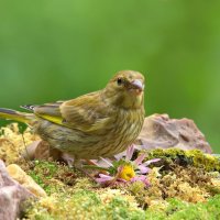 ... :: Вячеслав Минаев