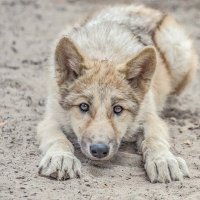 канадский волк :: Аркадий Лаптенко