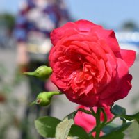 Роза :: Дарья Шуклина