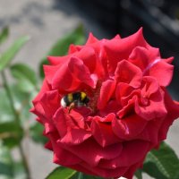 Шмель и Роза :: Дарья Шуклина