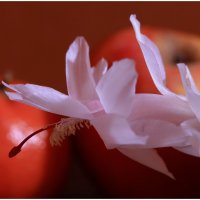 *** :: Игорь Kуленко