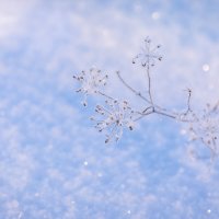 **** :: Елизавета .