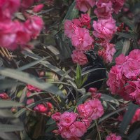 Перуанский ракет-тейл :: Svetlana Galvez