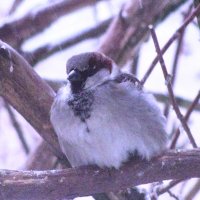 Наелся :: Людмила Смородинская