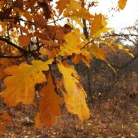 октябрь :: Елена Шаламова