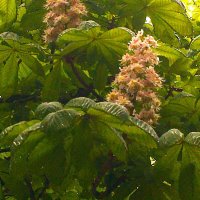 Каштаны зацвели... :: Olga Oskolkova