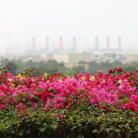 Яркое на сером... :: Галина Ильясова