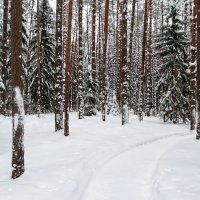 Зимний лес. :: Милешкин Владимир Алексеевич 