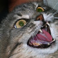 Защитная реакция :: Владимир Гришин Защитная реакция :: Владимир Гришин