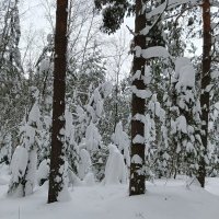 сборище и лесу :: Владимир 