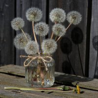 Одуванчики :: Владимир Гришин