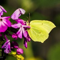 Бабочка-лимонница на душистом флоксе. :: Николай Зиновьев