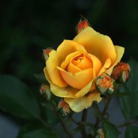 Воспоминания о лете :: Светлана 