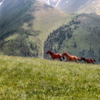 Размашистым шагом :: LudMila 