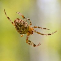 " Канатоходец.." :: Михаил Курзанцев