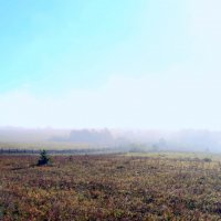 Утренний туман :: Мишель71