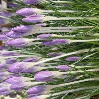 И снова «Репетиция весны» в Аптекарском! :: Pippa 