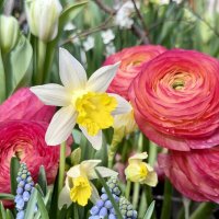 И снова «Репетиция весны» в Аптекарском! :: Pippa 