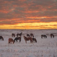 Табун лошадей на фоне красивого зимнего заката. :: Павел Крутенко Табун лошадей на фоне красивого зимнего заката. :: Павел Крутенко