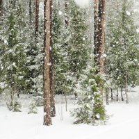 Снегопад! :: Ирина Олехнович