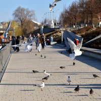 Озерная чайка :: Дмитрий Шароватов