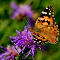 опять про бабочек...460 :: Александр Прокудин