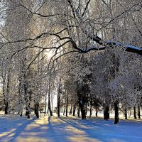 Солнечный день в лесу :: Игорь Сычёв