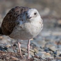 На морском берегу :: Владимир Лазарев