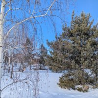 Зима :: Андрей Хлопонин