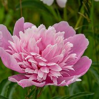 Пион молочноцветковый Pink или Эдулис Суперба :: Владимир Кириченко