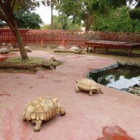Активная жизнь черепах в сафари-парке :: Галина Ильясова