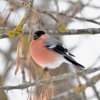 Снегирь. :: Алексей .