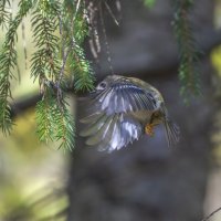 желтоголовый королек. :: юрий макаров