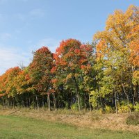 КЛЕНОВАЯ АЛЛЕЯ ВДОЛЬ ДОРОГИ :: Валентина 