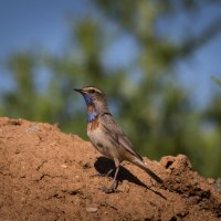 Варакушка :: Игорь Шевченко Варакушка :: Игорь Шевченко