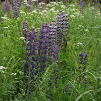 Люпины :: Freddy 97