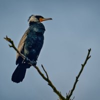 Баклан :: Jakob Dick