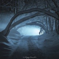 Туманная тропа зимнего леса в неизведанное :: Сергей Ионников