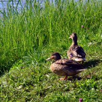 На берегу :: Дмитрий Шароватов