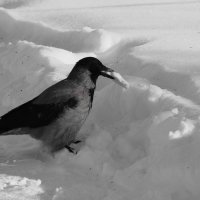 Призадумалась, куда бы спрятать. :: Татьяна Помогалова