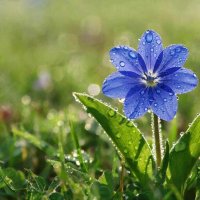 цветы :: МАРИЯ ПОПОВА