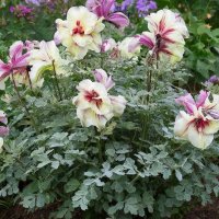 цветы :: МАРИЯ ПОПОВА