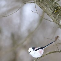 *** :: Валерий Черняк *** :: Валерий Черняк