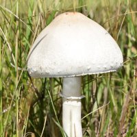 Гриб :: Дарья Шуклина