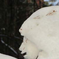 Зимний профиль :: Андрей Снегерёв